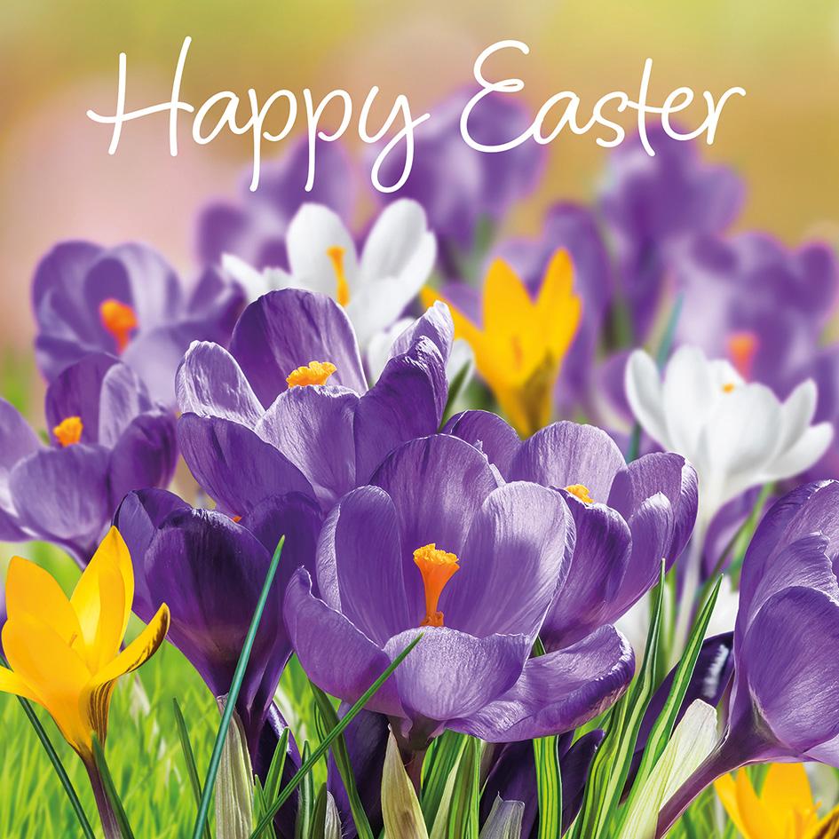 Spring meadow with crocus flowers